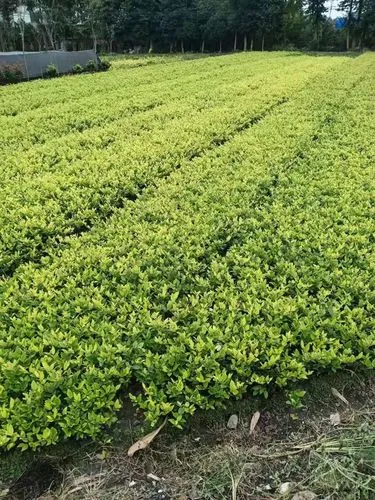 常州城市绿化带植物叫什么